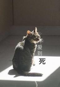 爱到死在线观看